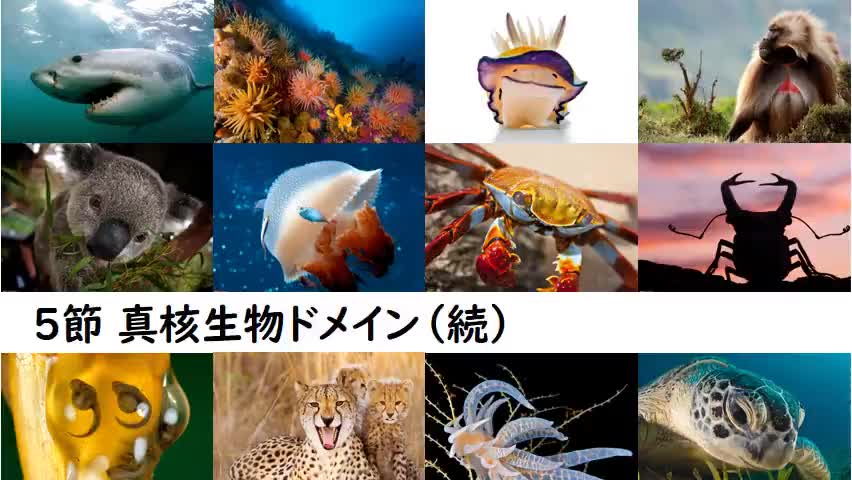 【生物】学習プリントNo.7