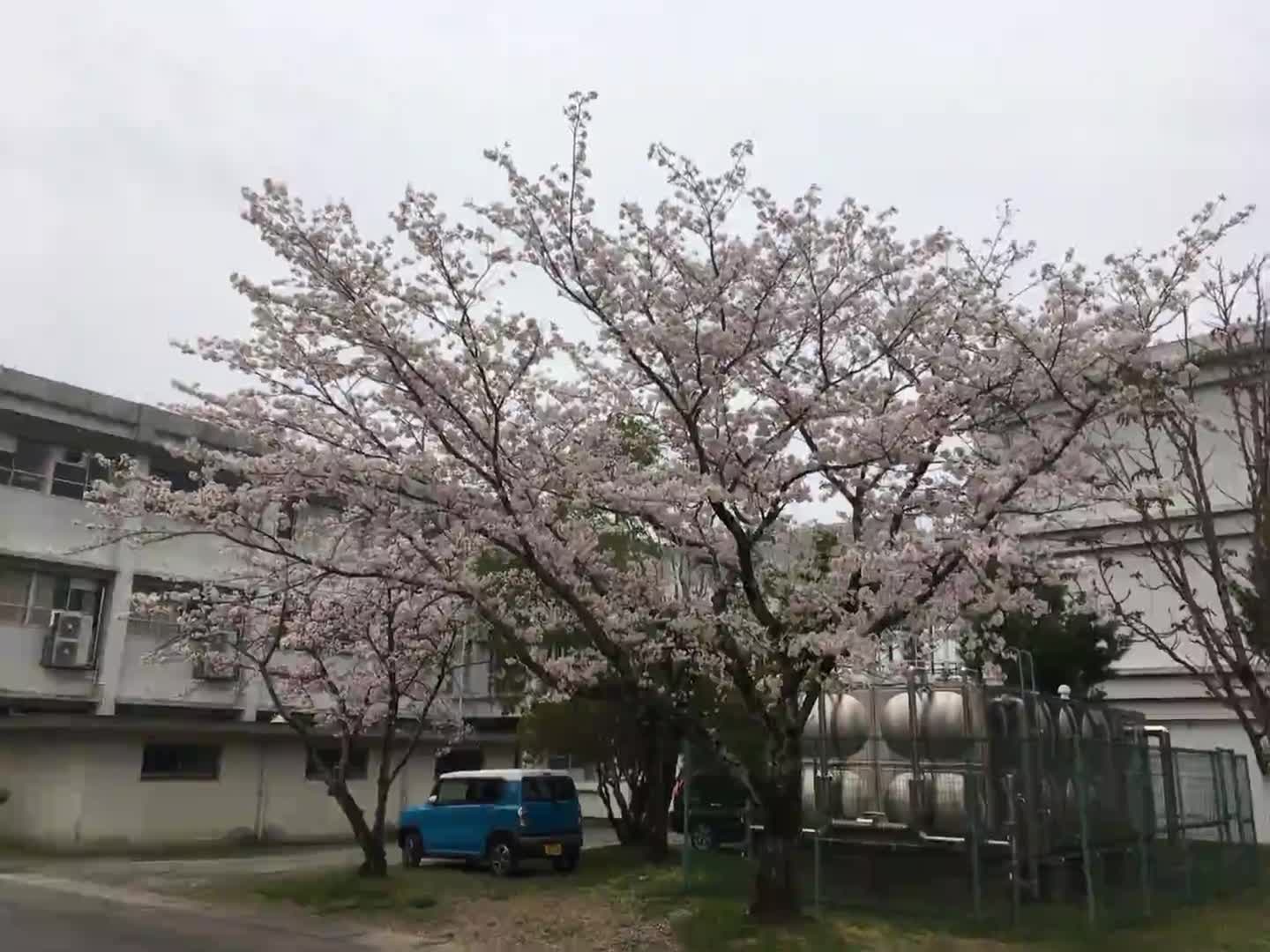 桜