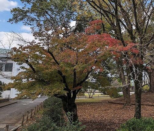 天神の森の紅葉