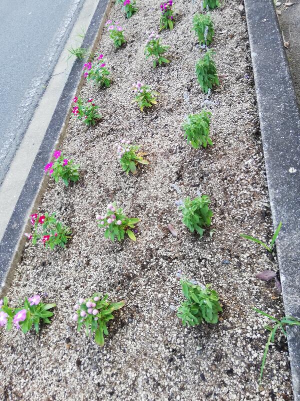 先日、三年生の美化委員が花の苗を植えました。花苗は御船町からいただきました。これから美しい花を咲かせてくれることでしょう。