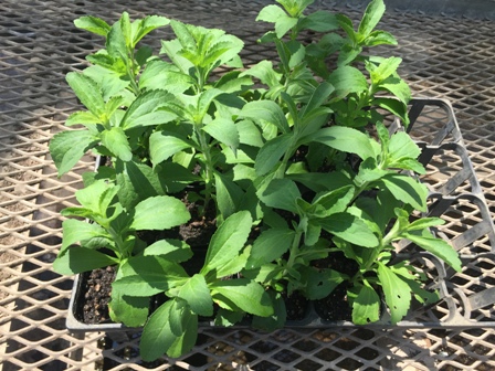 提供いただいた研究資材