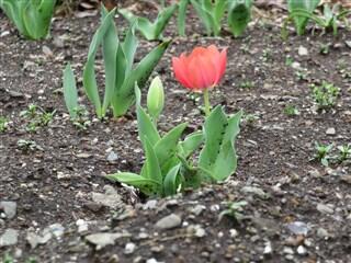 チューリップの花第１号