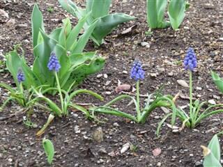 咲き並ぶムスリカの花