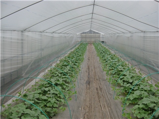 まだまだ小さいままです