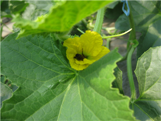 ミツバチ交配。ありがとう。