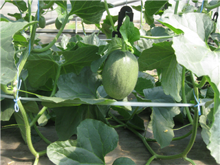 交配後12日程度