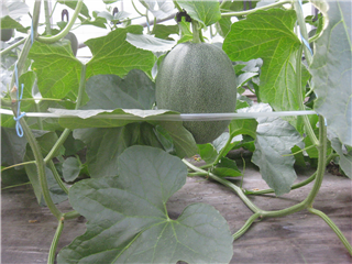 さらに１週間後