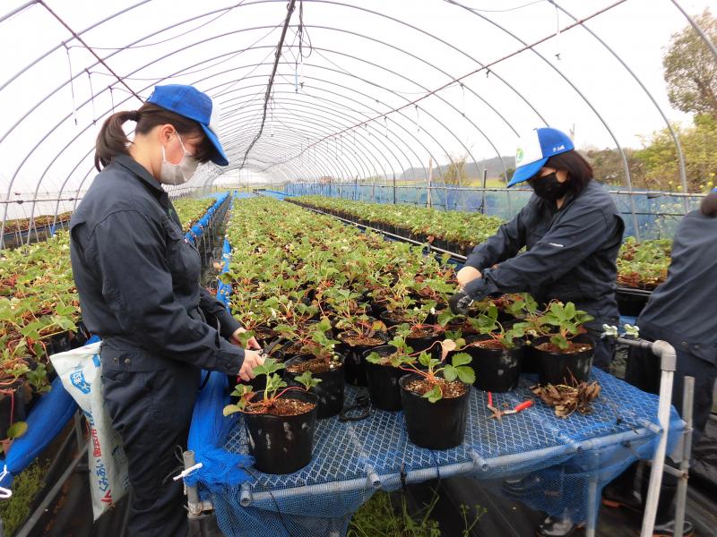 いちごの管理②