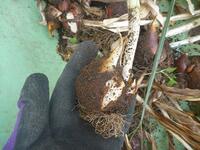 また花を咲かせてくれますように。