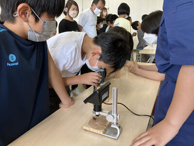 顕微鏡で木の中を見ると？？