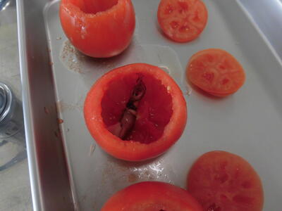 ホタルイカ in トマト