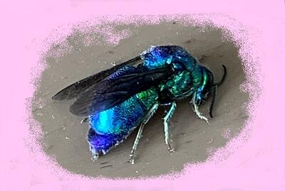 幸せを呼ぶ青い蜂Ｂｌｕｅ　Ｂｅｅ！