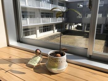 この木なんの木？