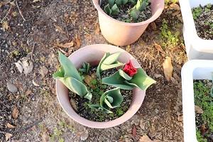 すでに咲きそうなチューリップ