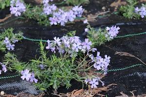 ニューフェイスの芝桜