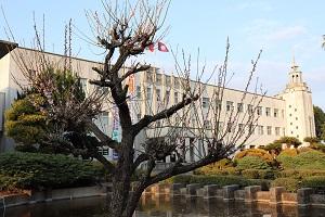 梅の木と白亜の殿堂