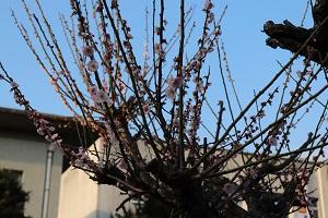 アップにすると咲いているのが分かります