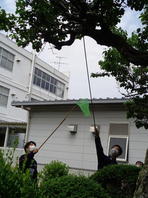 校内の梅ちぎりをして、梅シロップをつけました