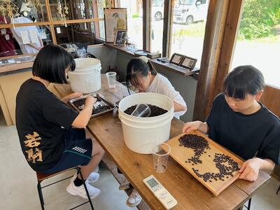 焙煎された豆を丁寧に選別しました