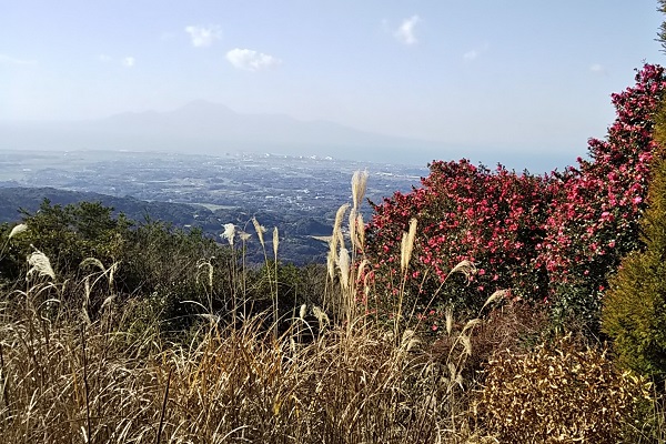 快晴、ヤブツバキ、玉高