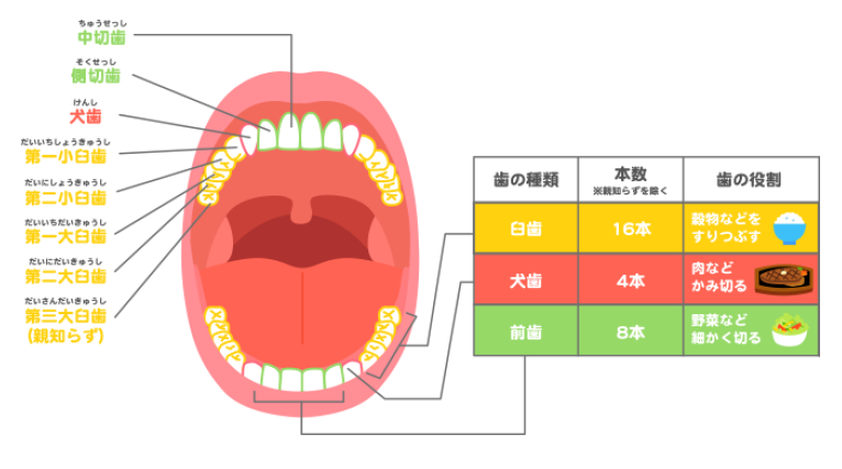 歯並びとその役割