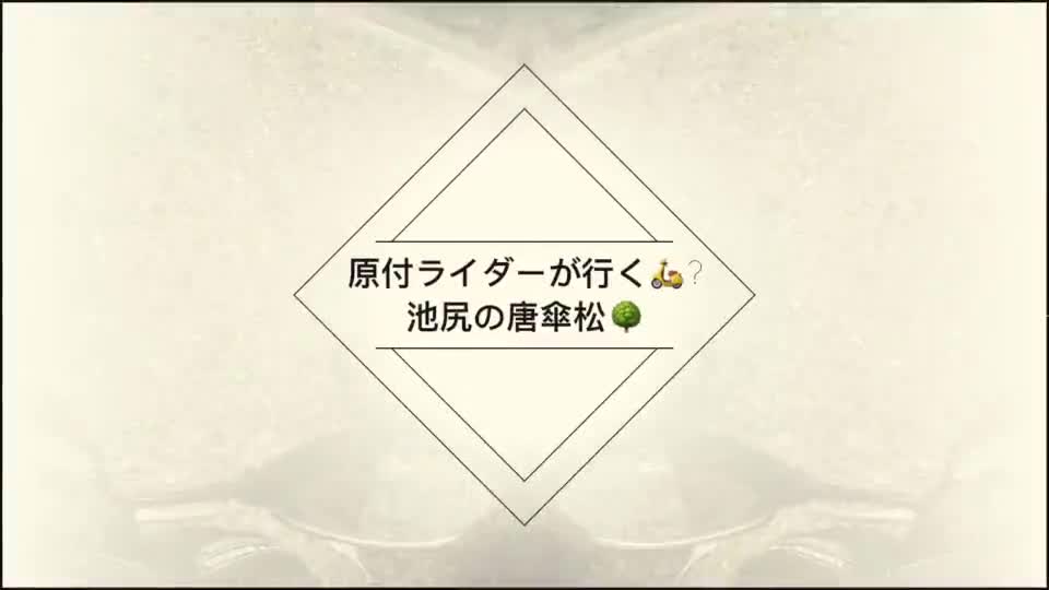 池尻の唐傘松