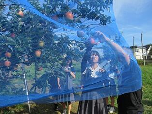 リンゴの収穫体験をしました