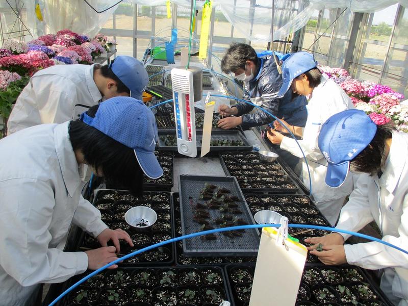 シクラメンの鉢上げ風景