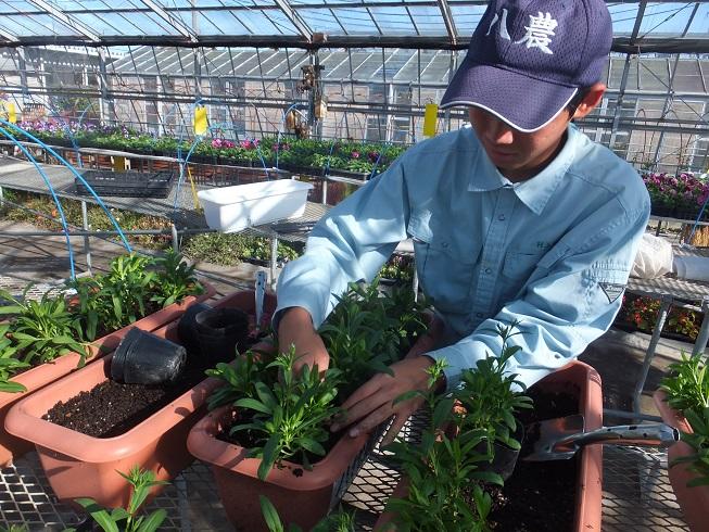 プランタ作成中