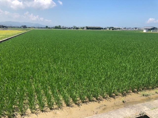 ２号水田の様子