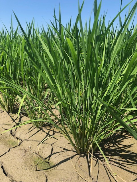 元気に育ってます