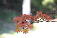 色づいてきた葉