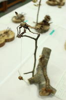 「虫」をつくる